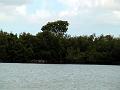 25 - Mangrove 066